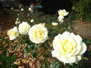 roses3.jpg